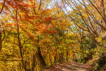 日本の風景・秋　山梨県鳴沢村　紅葉台の紅葉 © Yuta1127