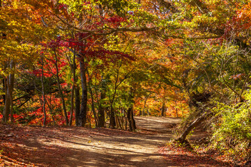 日本の風景・秋　山梨県鳴沢村　紅葉台の紅葉 © Yuta1127