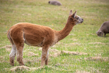 Obraz premium Sheared Alpaca grazing peacefully on a green rural pasture in natural farm landscape