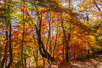 日本の風景・秋　山梨県鳴沢村　紅葉台の紅葉 © Yuta1127