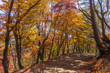 日本の風景・秋　山梨県鳴沢村　紅葉台の紅葉 © Yuta1127