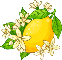 Cartoon vector illustration of a whole bright yellow lemon on a branch with green leaves and white citrus blossoms.
