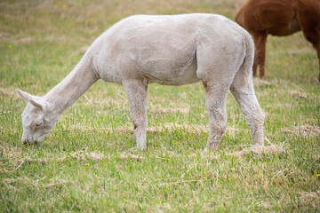 Obraz premium White sheared alpaca grazing peacefully on a green rural pasture in natural farm landscape