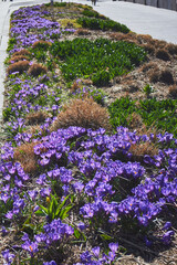 Spring flowerbed of purple crocus flowers. Crocus field
