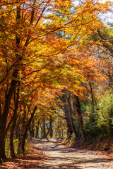 日本の風景・秋　山梨県鳴沢村　紅葉台の紅葉 © Yuta1127