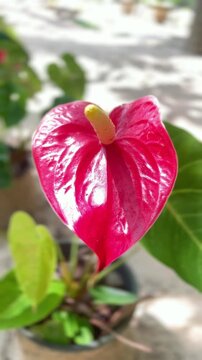 Close Up High quality Anthurium Flower Video with Glossy Red Spathe and Green Leaves.