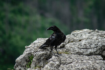 a black bird on a rock posing for a photo