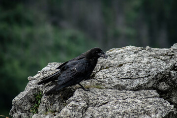 a black bird on a rock posing for a photo