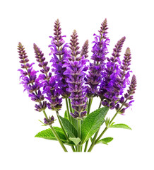 Obraz premium Beautiful bunch of blooming Salvia flowers with green leaves against transparent background
