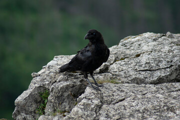 a black bird on a rock posing for a photo