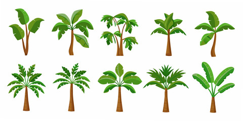 A collection of various tropical palm and banana tree illustrations © Sukla