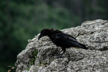 a black bird on a rock posing for a photo