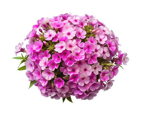 Fototapeta premium Abundance of Pink Phlox Flowers in Full Bloom on a White Background