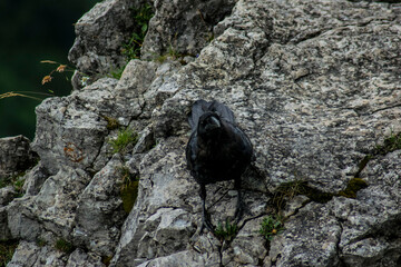 a black bird on a rock posing for a photo