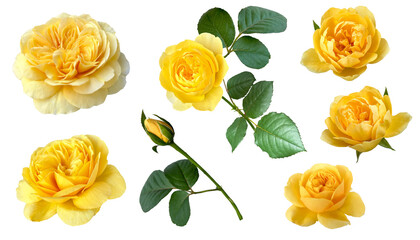 黄色いバラの切抜き