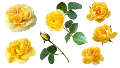 黄色いバラの切抜き