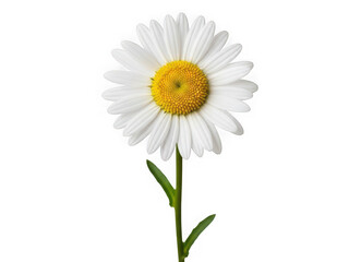 Single white daisy flower isolated on transparent background