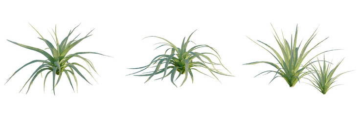 Agave bracteosa tree, front view, cutout, isolate, Elevation good for architecture visualization, Set of green plants with long leaves on transparent background