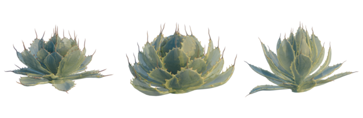 Agave cream spike tree, front view, cutout, isolate, Elevation good for architecture visualization, Artichoke plants with prickly leaves on transparent background