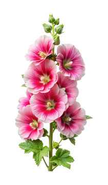 Elegant pink Hollyhock flower stem with vibrant petals and green foliage on display