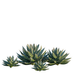 Fototapeta premium Agave filifera tree, front view, cutout, isolate, Elevation good for architecture visualization, Succulents on transparent background for design projects