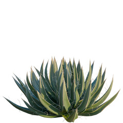 Fototapeta premium Agave filifera tree, front view, cutout, isolate, Elevation good for architecture visualization, Close-up of agave plant with sharp green leaves on transparent background