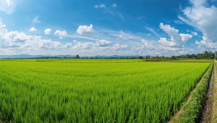 Fototapeta premium Farming concept featuring a healthy crop of rice plants growing in wet soil with a mountain range background.
