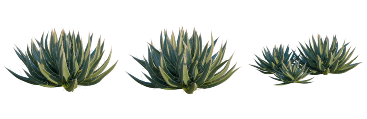 Agave filifera tree, front view, cutout, isolate, Elevation good for architecture visualization, Set of agave plants with sharp green leaves on transparent background