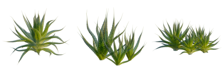 Aristaloe aristata tree, front view, cutout, isolate, Elevation good for architecture visualization, Aloe vera plants with sharp green leaves on transparent background