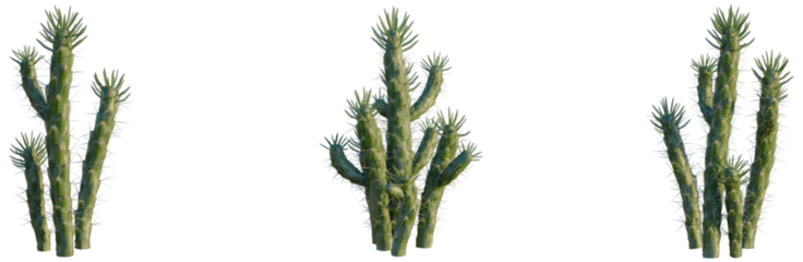 Austrocylindropuntia subulata tree, front view, cutout, isolate, Elevation good for architecture visualization, Green cactus plants with spines on transparent background