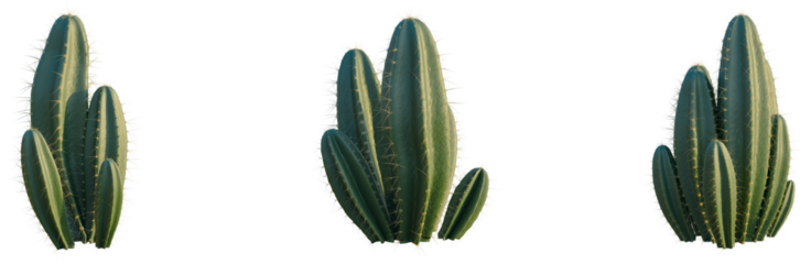 Cereus peruvianus tree, front view, cutout, isolate, Elevation good for architecture visualization, Cactus plants with sharp green spines on transparent background