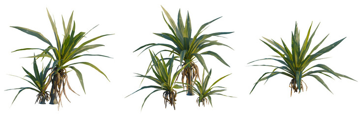 Cordyline indivisa tree, front view, cutout, isolate, Elevation good for architecture visualization, Set of agave plants with green leaves on transparent background