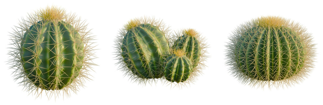 Echinocactus grusonii tree, front view, cutout, isolate, Elevation good for architecture visualization, Three green cacti with sharp yellow spines on transparent background