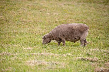Obraz premium Sheared Alpacas grazing peacefully on a green rural pasture in natural farm landscape