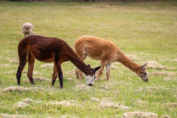 Obraz premium Two sheared alpacas grazing peacefully on a green rural pasture in natural farm landscape