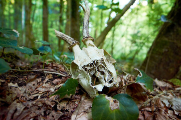 Goat skull rests in forest, its bleached bones telling silent story of nature's life and death cycle.