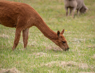 Obraz premium Sheared red Alpaca grazing peacefully on a green rural pasture in natural farm landscape, close up