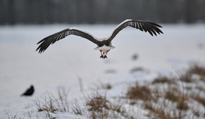 stork in the winter