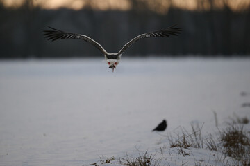 stork in the winter