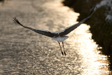 stork in the winter