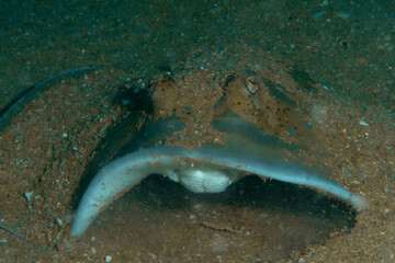 Fototapeta premium Close-up of bluespotted ribbontail ray (Taeniura lymma) partially buried in sand, Similan Islands, Thailand