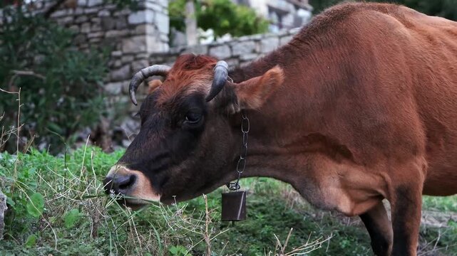 Weidende Kuh vor alten Steinmauern im Bergdorf, Qeparo, Qark Vlora, Albanien