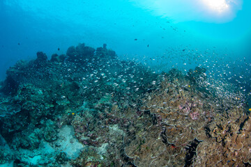 Obraz premium Tropical coral reef with hard corals covered by glassfish, Similan Islands, Thailand