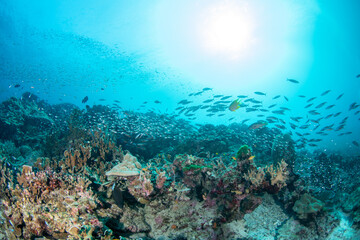 Obraz premium Underwater tropical reef with millions of glassfish and school of fish in the distance, Similan Islands, Thailand