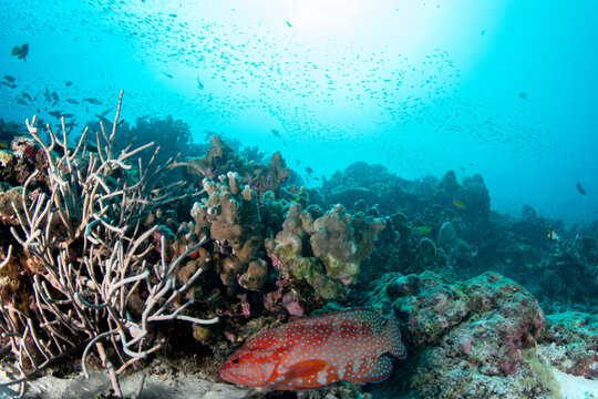 Sixspot grouper (Cephalopholis sexmaculata) hiding near reef bottom with hard corals, looking up, Similan Islands, Thailand