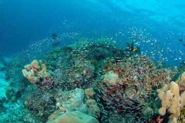 Tropical coral reef covered by glassfish with hard corals, Similan Islands, Thailand