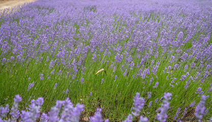 Obraz premium Lavender field on a blooming Australian farm in summer landscape