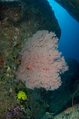 Red gorgonian sea fan (Melithaea sp.) on granite wall, Similan Islands, Thailand