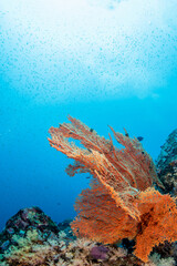 Gorgonian sea fan (Melithaea sp.) on tropical coral reef, Similan Islands, Thailand