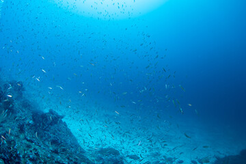 Fototapeta premium School of fusilier fish (Caesionidae) swimming over tropical coral reef, Similan Islands, Thailand